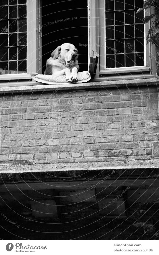 dog at the window Dog Sleep Puppydog eyes Doze Black & white photo Window Window board 1 Watchfulness Exceptional Dog's head Sit Deserted Testing & Control