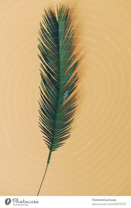 Palm branch on yellow background Nature Stationery Paper Creativity Palm tree Palm frond Plant Part of the plant Green Yellow open space Design