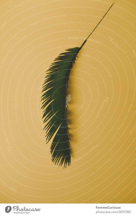 Palm branch on yellow background Nature Palm tree Palm frond Yellow Green Plant Foliage plant Part of the plant Colour photo Studio shot Close-up