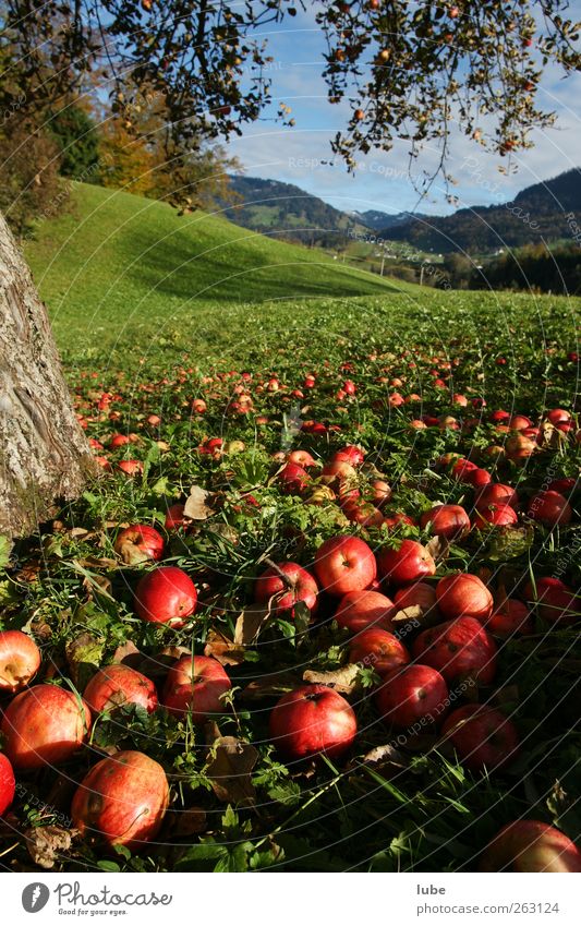 To the apple harvest Food Fruit Apple Vegetarian diet Thanksgiving Environment Nature Landscape Autumn Park Meadow Field Red Apple tree Fruit trees Windfall