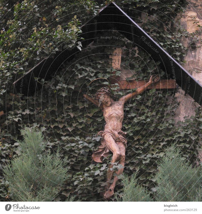crucifix Plant Leaf Foliage plant Wall (barrier) Wall (building) Wood Crucifix Brown Green Belief Religion and faith Death Jesus Christ Crown of thorns Anguish