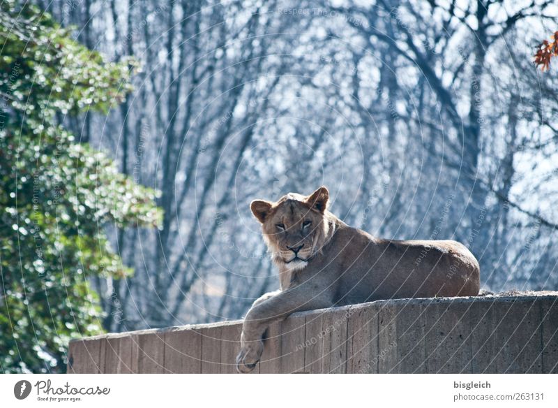 lioness Zoo Lioness 1 Animal Relaxation Lie Looking Blue Brown Gray Green Serene Patient Calm Colour photo Subdued colour Exterior shot Deserted Copy Space top