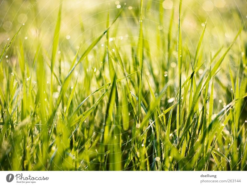 green grass in the morning with drops Nature Plant Drops of water Spring Beautiful weather Grass Meadow Thin Friendliness Fresh Glittering Good Small