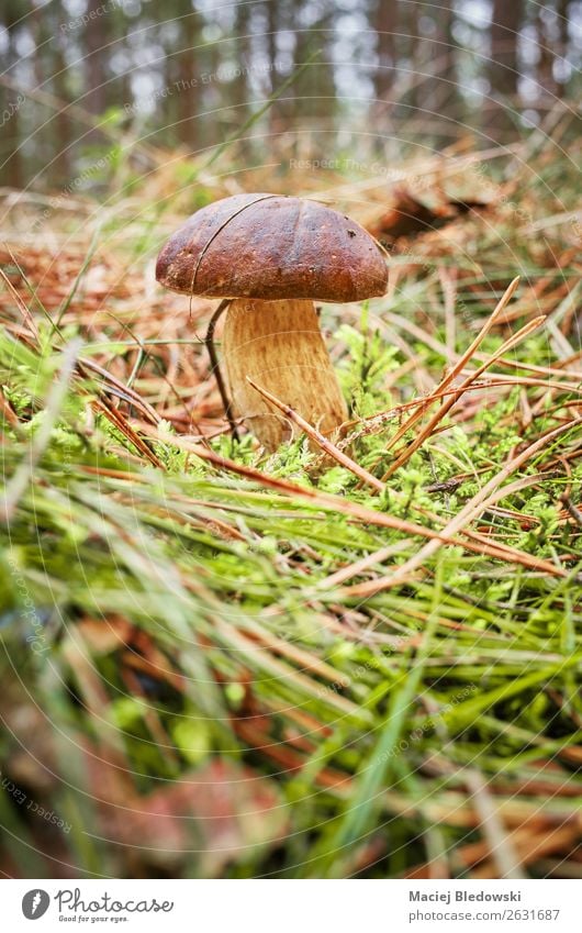 Close up picture of a penny bun in autumnal forest. Environment Nature Plant Autumn Grass Moss Wild plant Forest Hat Natural Brown Edible fungus food Cep