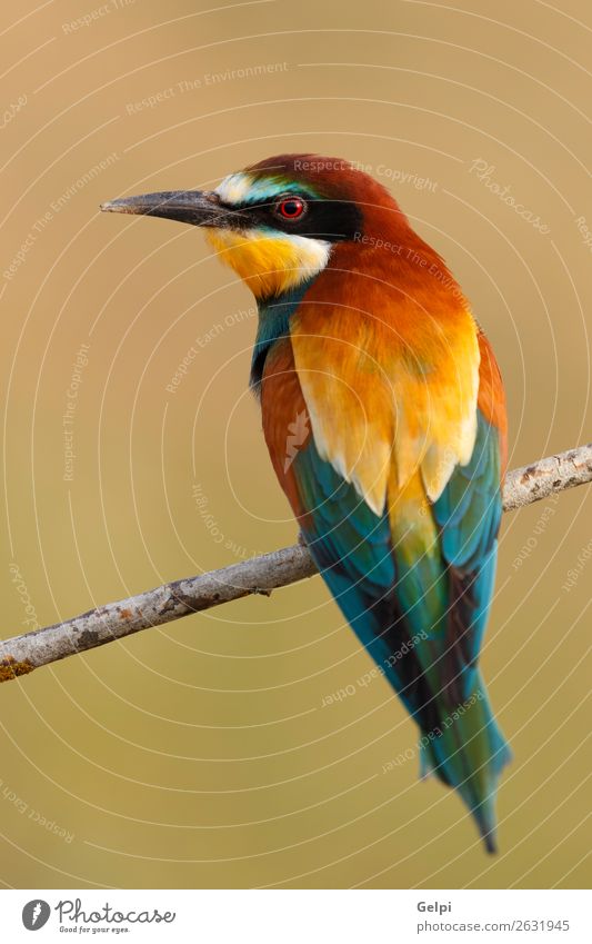 Small bird perched on a branch Exotic Beautiful Freedom Nature Animal Bird Bee Glittering Feeding Bright Wild Blue Yellow Green Red White Colour wildlife