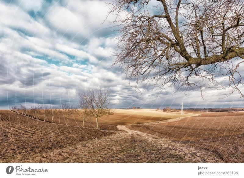 dirt road Landscape Earth Sky Clouds Spring Winter Beautiful weather Tree Field Lanes & trails Old Blue Brown White Idyll Calm Colour photo Multicoloured