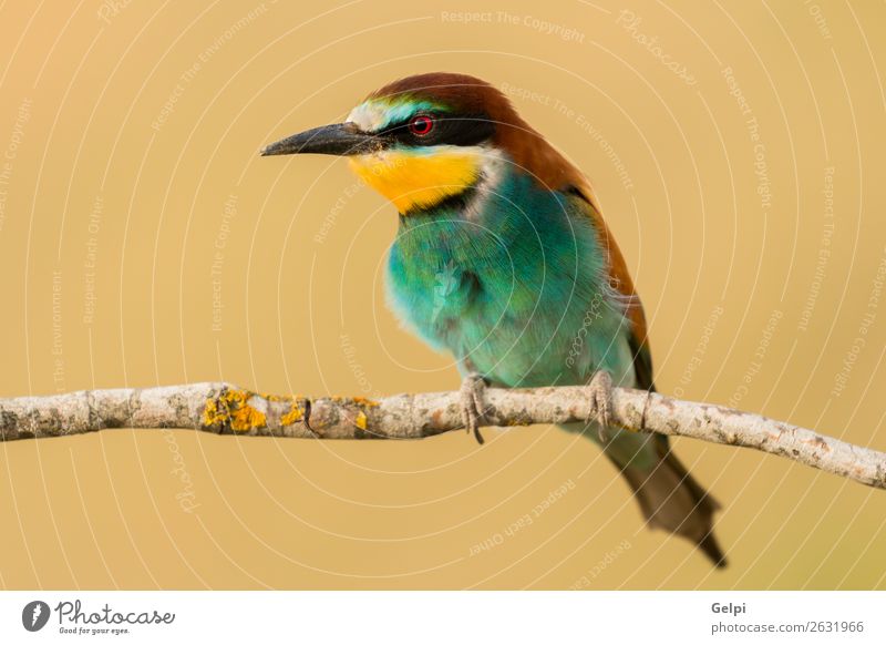 Small bird perched on a branch Exotic Beautiful Freedom Nature Animal Bird Bee Glittering Feeding Bright Wild Blue Yellow Green Red White Colour wildlife