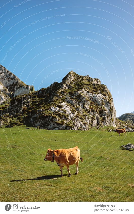 Cow walking through the grass Beautiful Sunbathing Mountain Nature Landscape Animal Autumn Grass Meadow Rock Stone To feed Authentic Brown Green field