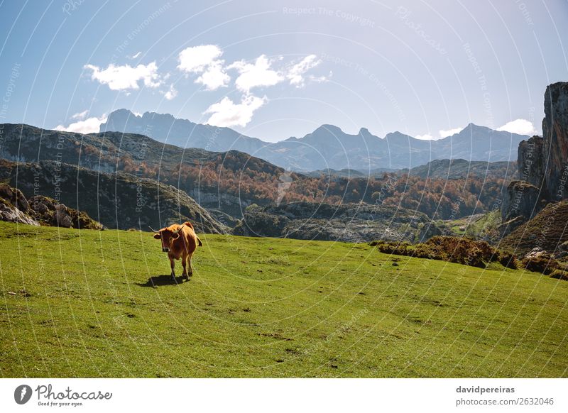 Cow on the grass in the mountains Beautiful Sunbathing Mountain Nature Landscape Plant Animal Clouds Autumn Tree Grass Meadow Rock Stone To feed Authentic