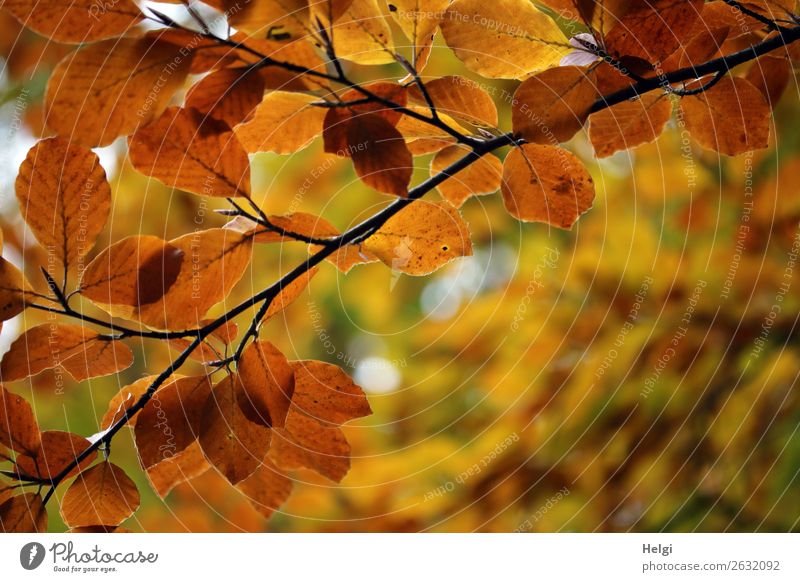 Branches of a beech, autumn colouring with yellow and brown leaves Environment Nature Plant Autumn tree flaked Twig Autumn leaves Autumnal colours Park