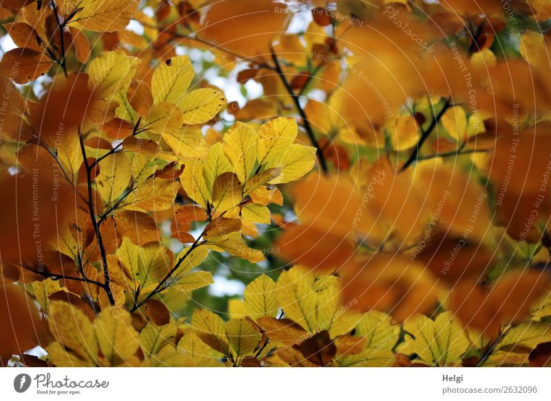 Branches of beech with leaves in yellow and brown autumn colouring Environment Nature Plant Autumn tree flaked Wild plant Twig Rachis Autumnal colours Park