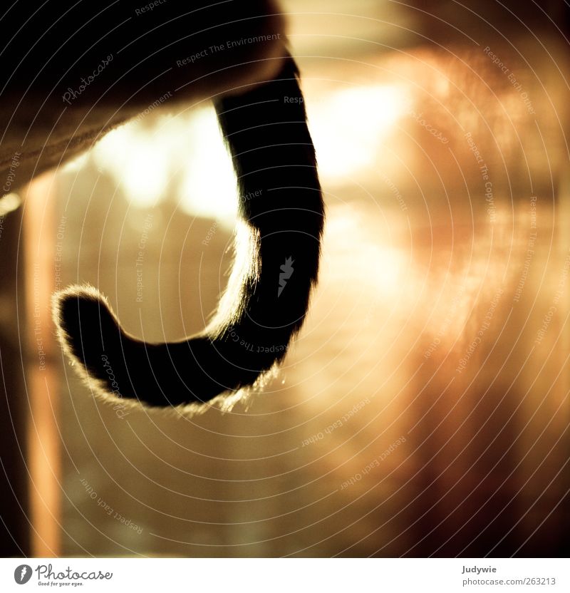 Gentle curve Harmonious Calm Animal Pet Cat Tails Safety (feeling of) Serene Round Pelt Soft Back-light Smooth Colour photo Interior shot Close-up Detail