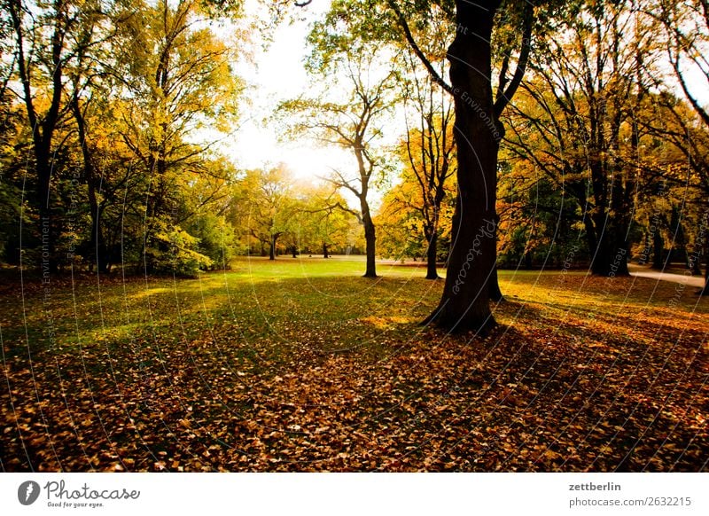 Friendly weather Branch Tree Relaxation Vacation & Travel Grass Autumn Autumn leaves Leaf Deserted Nature Park Plant Lawn Calm Tree trunk Bushes Copy Space