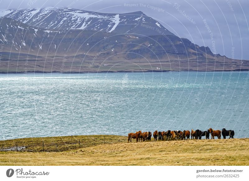 Moments of happiness in spring Nature Landscape Plant Animal Elements Earth Sand Air Water Sky Spring Grass Lakeside Bay Deserted Farm animal Wild animal Horse