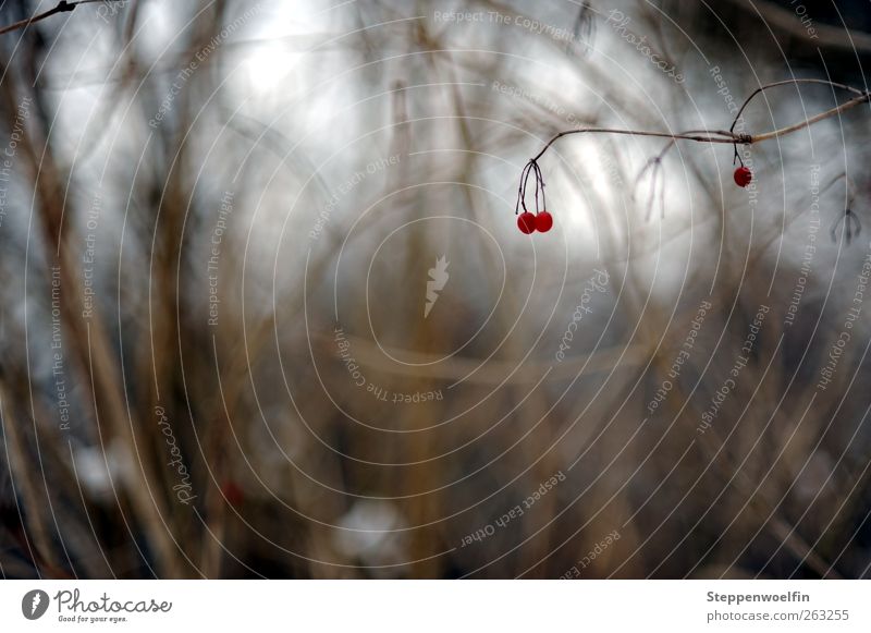 lonely berry Environment Nature Plant Winter Bushes Wild plant Berries Marsh grass Dark Gloomy Brown Red White Detail Simple Blur Shallow depth of field