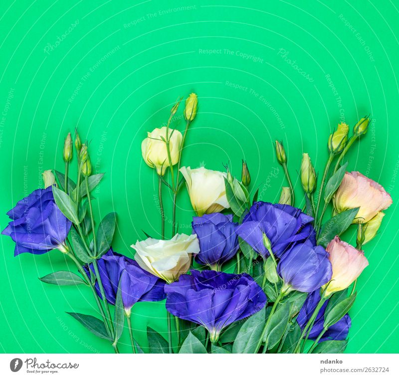 fresh blooming flowers Eustoma Lisianthus Feasts & Celebrations Valentine's Day Mother's Day Birthday Nature Plant Flower Leaf Blossom Bouquet Blossoming Fresh