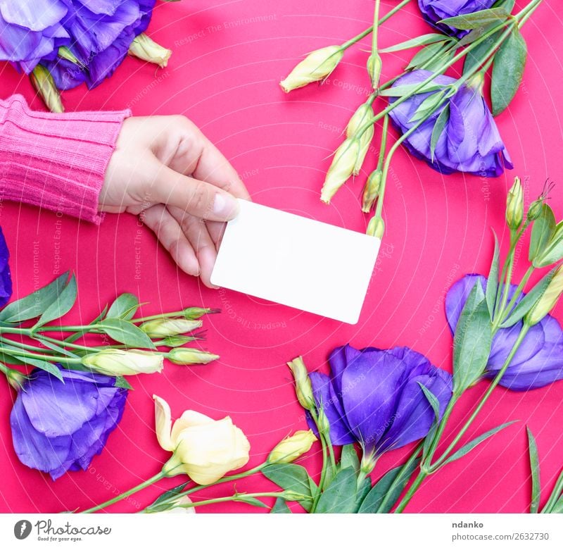 hand in pink sweater holding a blank white paper business card Beautiful Skin Feasts & Celebrations Valentine's Day Mother's Day Wedding Birthday Business Woman