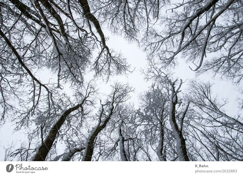 snowy treetops Environment Nature Landscape Plant Sky Ice Frost Snow Tree Park Forest Cold Environmental protection "Branch up ,treetop wooded Outside, cold.
