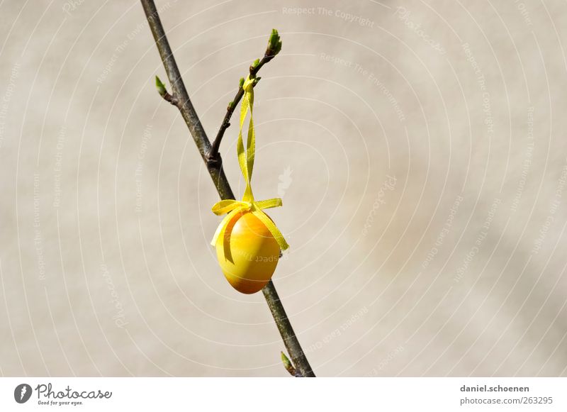 Easter egg with lots of text space Decoration Spring Yellow Gray Egg Branch Copy Space left Copy Space right