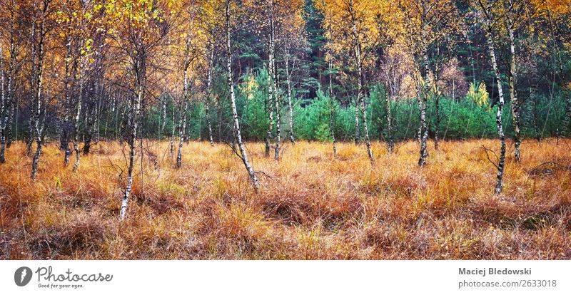 Autumnal forest panoramic view. Environment Nature Landscape Plant Climate Climate change Weather Fog Rain Tree Bushes Moss Foliage plant Forest Natural Yellow
