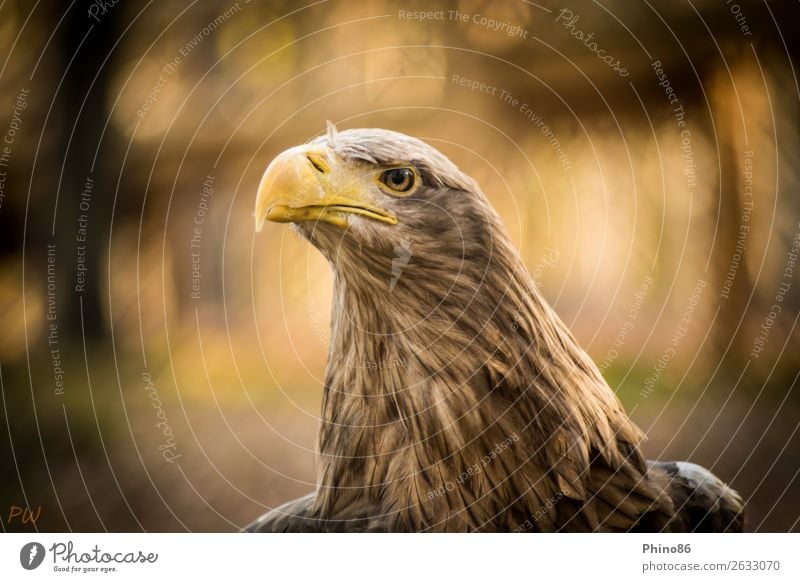 white-tailed eagle Animal Wild animal Bird Animal face Zoo 1 Observe Listening Exceptional Authentic Elegant Power Beautiful Watchfulness Endurance Pride