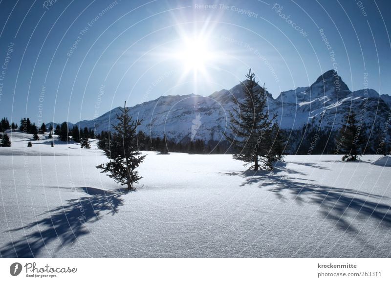 A day in the snow Environment Nature Landscape Sky Cloudless sky Sun Sunlight Winter Beautiful weather Snow Plant Tree Fir tree Mountain Peak Snowcapped peak