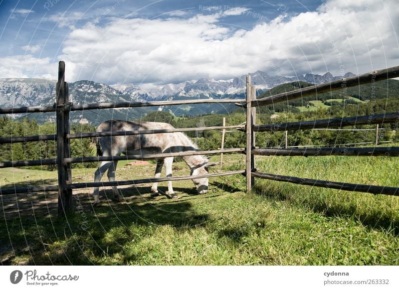 Beautiful donkey life Harmonious Relaxation Calm Vacation & Travel Trip Far-off places Freedom Hiking Environment Nature Landscape Sky Grass Meadow Alps