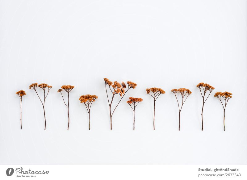 Brown wild dried flower bouquet on white background. Dried poppy