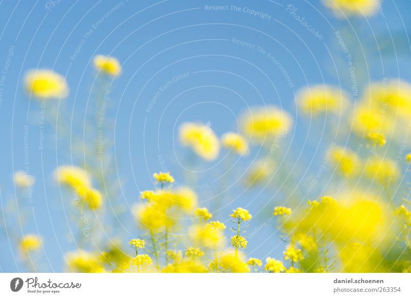 when summer is not far away ... Nature Plant Sky Cloudless sky Summer Beautiful weather Field Bright Blue Yellow Canola Canola field Colour photo Multicoloured