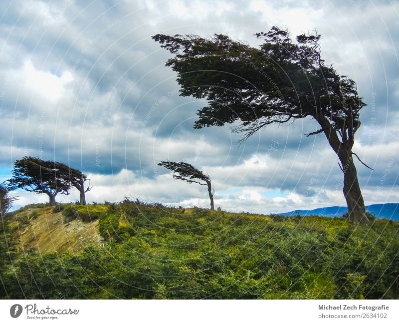 The wind shaped trees in ushuaia in tierra del fuego Vacation & Travel Adventure Summer Island Nature Landscape Plant Sky Clouds Wind Tree Grass Park Forest