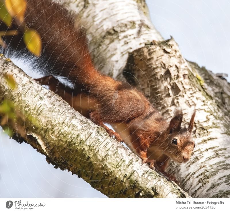 Curious squirrel in a tree Environment Nature Animal Sky Sun Sunlight Beautiful weather Tree Wild animal Animal face Pelt Claw Paw Squirrel Eyes Ear Tails 1