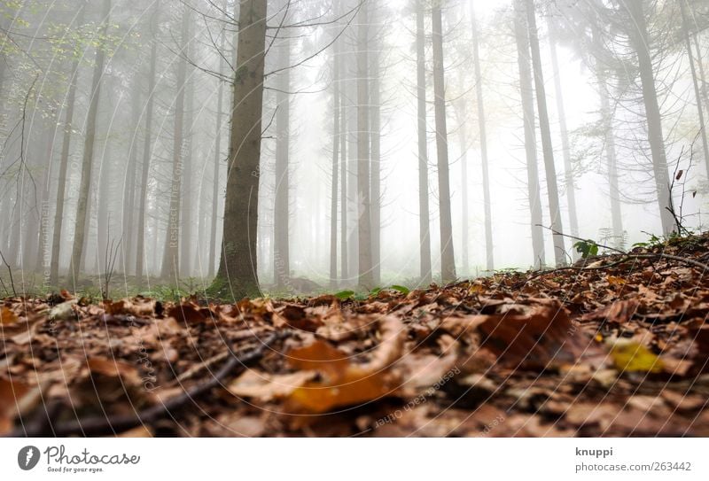in the morning in the fog Relaxation Calm Agriculture Forestry Nature Plant Autumn Beautiful weather Fog Tree Leaf To dry up Brown Green White Cloud forest