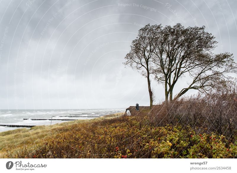 House by the sea Far-off places Beach Ocean Waves Nature Sky Clouds Horizon Autumn Wind Gale Coast Baltic Sea Maritime Wild Brown Yellow Gray Fischland