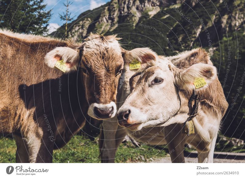 Austrian cows Adventure Hiking Nature Landscape Alps Mountain Animal Cow 2 Communicate Stand Curiosity Brown Sympathy Friendship Together Love Loneliness