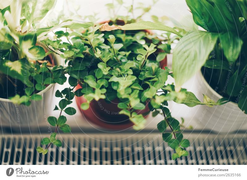 Green plants in the windowsill Plant Living or residing Decoration Foliage plant Flowerpot Window board Heater Homey Arrange Colour photo Interior shot