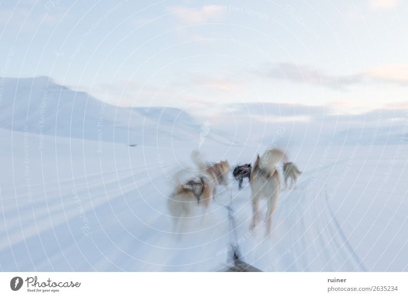 Dog sled tour at the polar circle Dog sledge Norway Spitzbergen The Arctic Mountain Snow Vacation & Travel Exterior shot Scandinavia North Cold Landscape