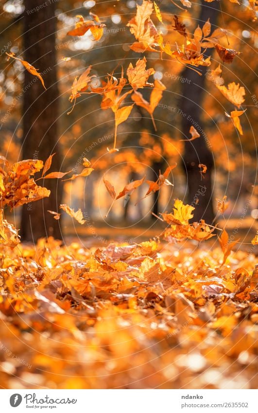 falling dry yellow maple leaves on an autumn Sun Garden Decoration Environment Nature Landscape Plant Autumn Tree Leaf Park Forest Flying Bright Natural Brown