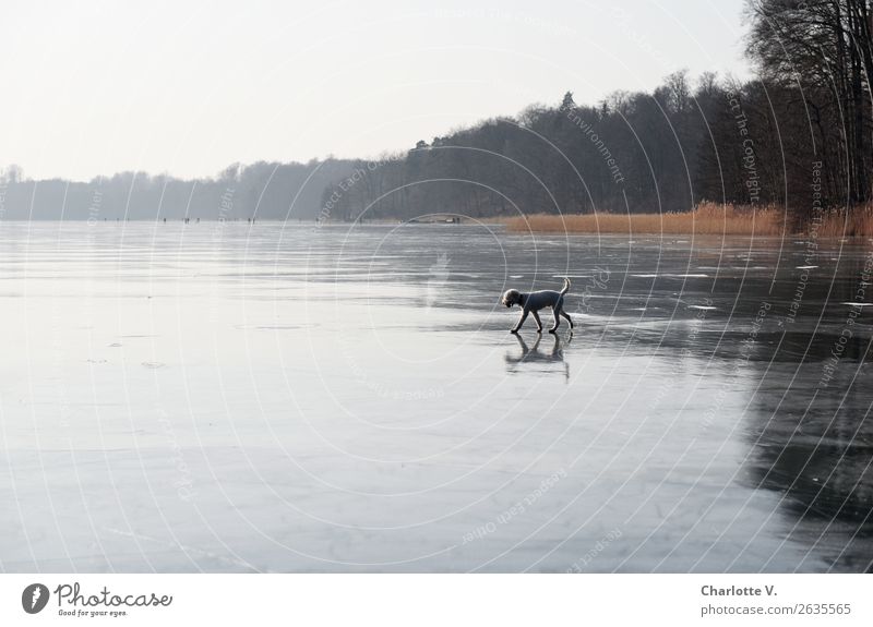 Transformation | Walkable Water Far-off places Nature Landscape Elements Winter Ice Frost Tree Common Reed Lake Lake Liegnitz Pet Dog 1 Animal Movement Freeze