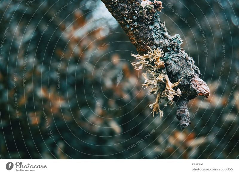 Close-up of hypogymnia in a branch on the mountain Environment Nature Plant Autumn Tree Forest Braids Growth Small Natural Wild Gray Green Colour Hypogymnia