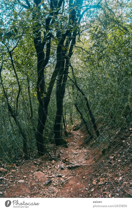 Narrow road crossing the mountain surrounded by trees Beautiful Vacation & Travel Tourism Adventure Mountain Hiking Environment Nature Landscape Plant Earth