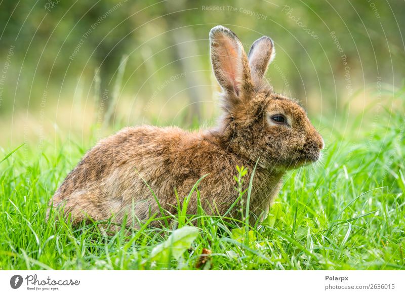 Brown easter bunny in fresh green grass Eating Beautiful Hunting Summer Sun Garden Easter Baby Nature Animal Grass Meadow Fur coat Pet Small Cute Wild Gray