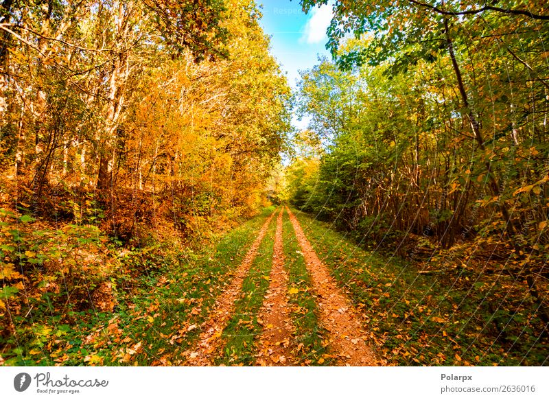Autumn leaves falling on a forest trail in the fall Beautiful Sun Environment Nature Landscape Tree Leaf Park Forest Street Lanes & trails Bright Natural Yellow