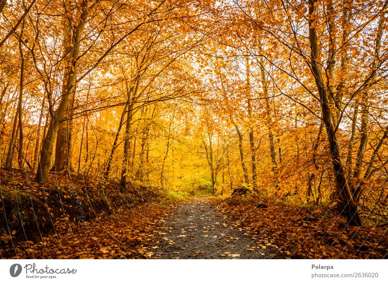 Orange autumn colors in the forest Beautiful Sun Environment Nature Landscape Autumn Tree Leaf Park Forest Street Lanes & trails Bright Natural Yellow Gold