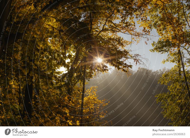 Sunbeams shine through autumnal forest landscape Wellness Life Harmonious Well-being Relaxation Trip Nature Plant Sunlight Autumn Beautiful weather Tree Park