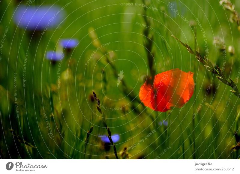summer Environment Nature Plant Summer Flower Grass Blossom Wild plant Meadow Growth Multicoloured Green Red Fragrance Idyll Poppy Cornflower Colour photo