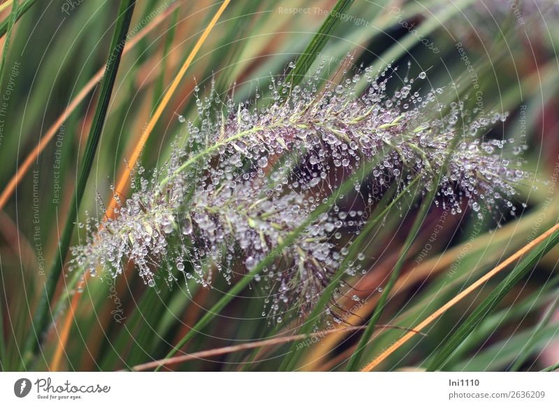 Grasses with drops Nature Plant Water Drops of water Rain Foliage plant Garden Park Brown Yellow Gray Green Orange Black White Pearl Blade of grass