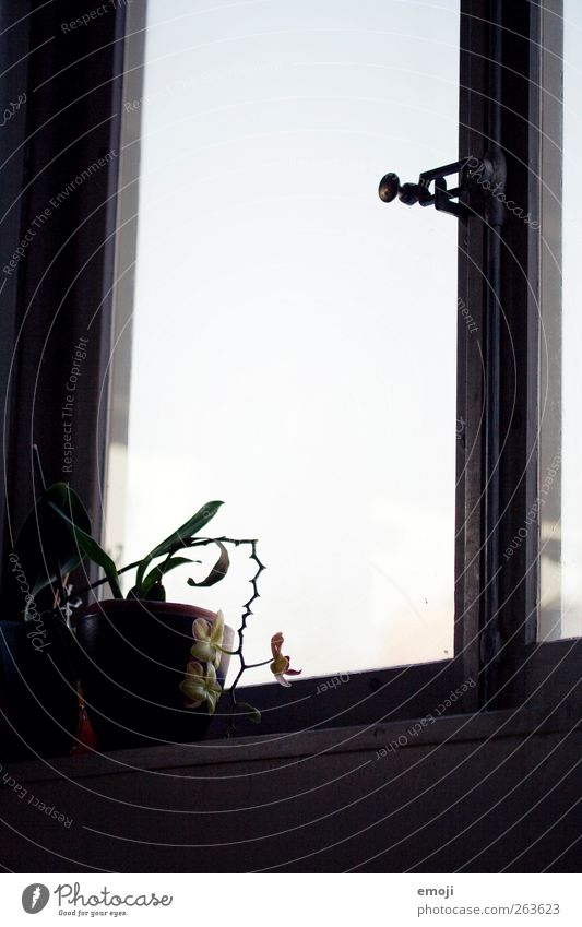 windowania Sky Cloudless sky Plant Flower Foliage plant Window Dark Silhouette Subdued colour Interior shot Deserted Copy Space middle Day Light Shadow