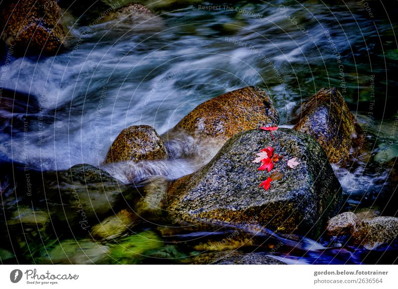 elemental Canadian forces Environment Nature Plant Elements Water Beautiful weather Leaf Stone Exceptional Natural Wild Blue Brown Gold Gray Red Black Silver