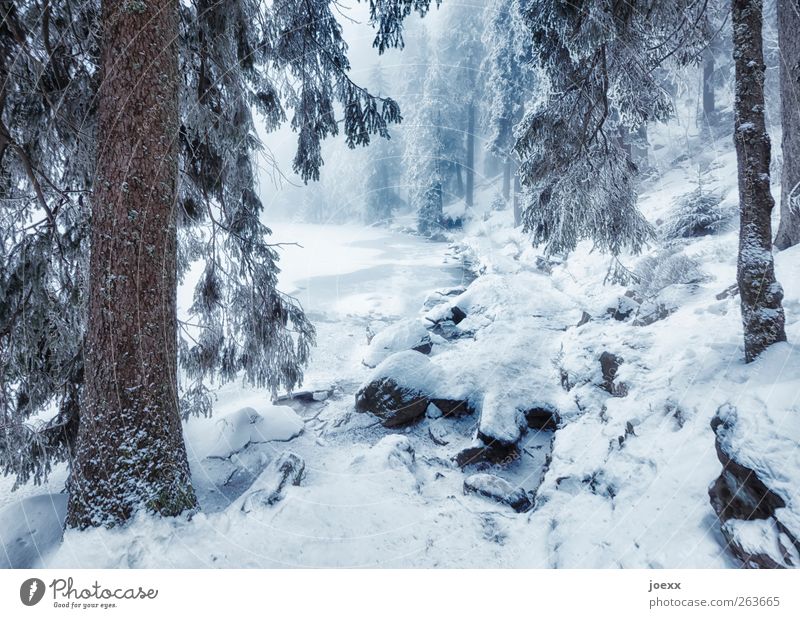 The one goes ... Nature Winter Fog Snow Tree Forest Lakeside Lanes & trails Large Cold Blue Brown Black White Idyll Mummelsee Lake Winter forest Colour photo