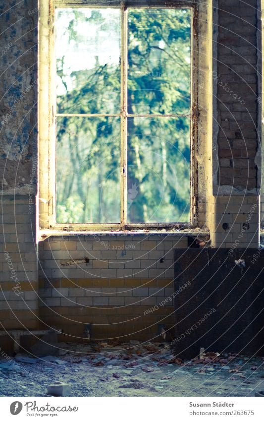 a window opens somewhere else... Art Nature Garden House (Residential Structure) Ruin Wall (barrier) Wall (building) Window Monument Old Vandalism Sanitarium